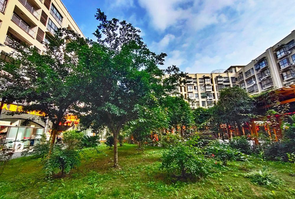 成都银杏康乐园实景图